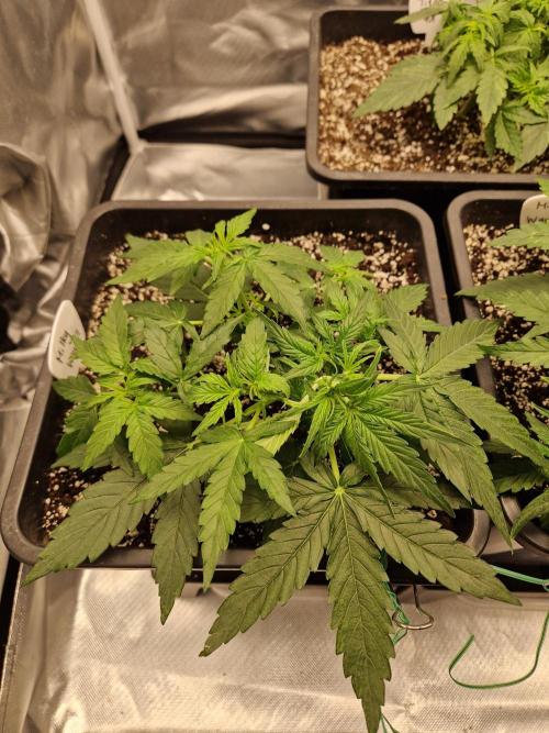 Gift Seeds. Week 3