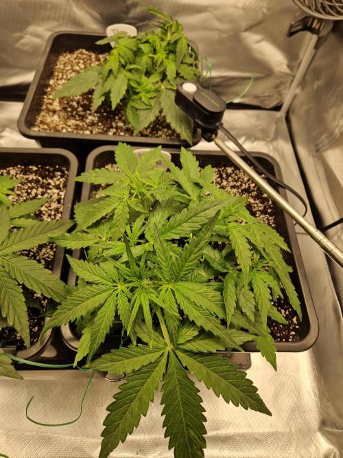 Gift Seeds. Week 3