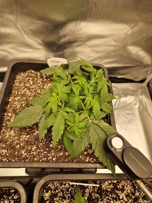 Gift Seeds. Week 3