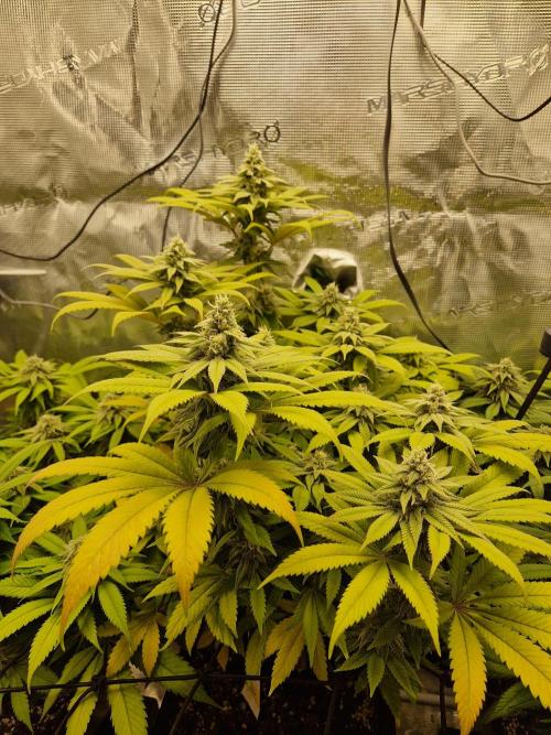 Apples Bananas n Peaches. Week 13