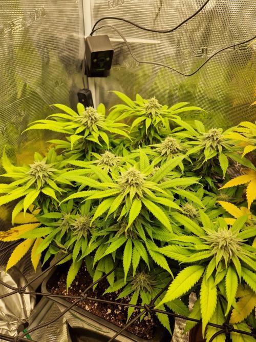 Apples Bananas n Peaches. Week 13