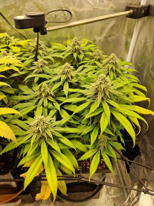 Apples Bananas n Peaches. Week 13