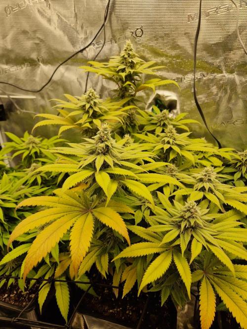 Apples Bananas n Peaches. Week 13