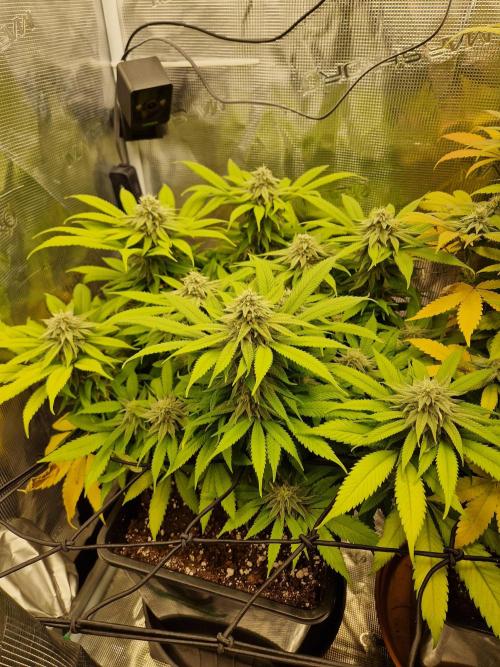 Apples Bananas n Peaches. Week 13