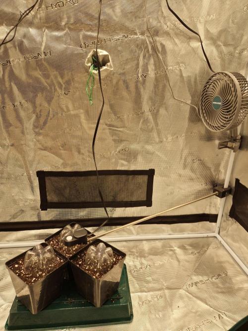 Zamnesia Grow Runtz. Week 0