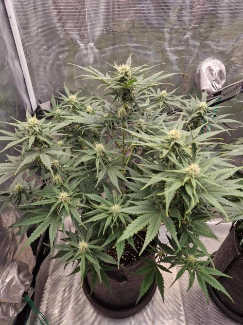 Auto Candy Bubatz XL. Week 7