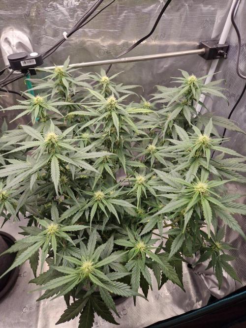 Auto Candy Bubatz XL. Week 7