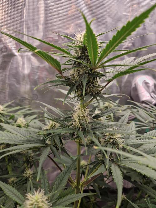 Auto Candy Bubatz XL. Week 7