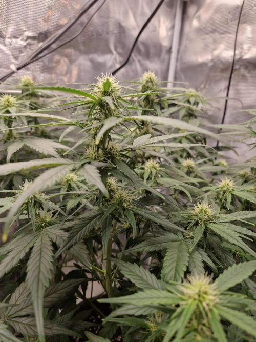 Auto Candy Bubatz XL. Week 7