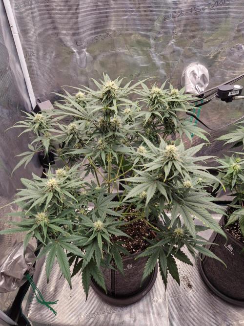Auto Candy Bubatz XL. Week 7