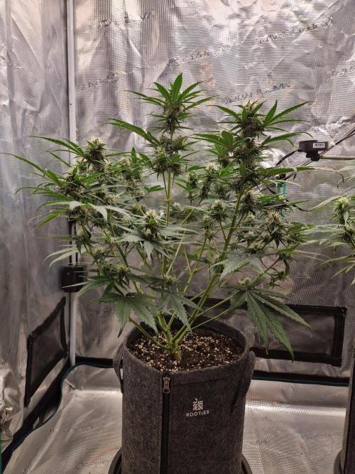 Auto Candy Bubatz XL. Week 7
