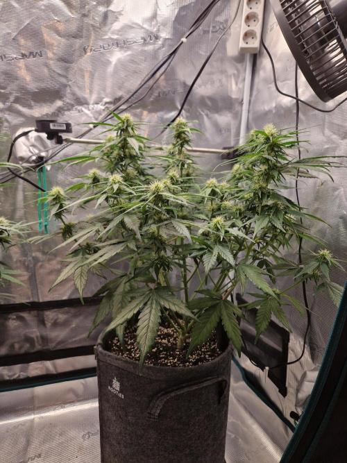 Auto Candy Bubatz XL. Week 7