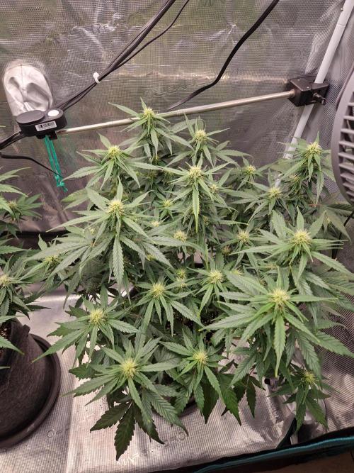 Auto Candy Bubatz XL. Week 7