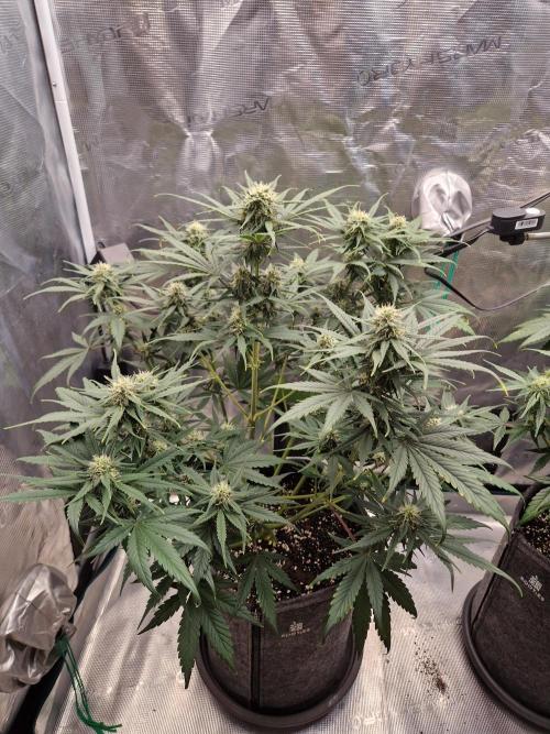 Auto Candy Bubatz XL. Week 7