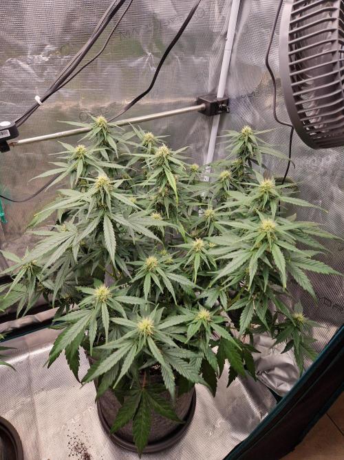 Auto Candy Bubatz XL. Week 7