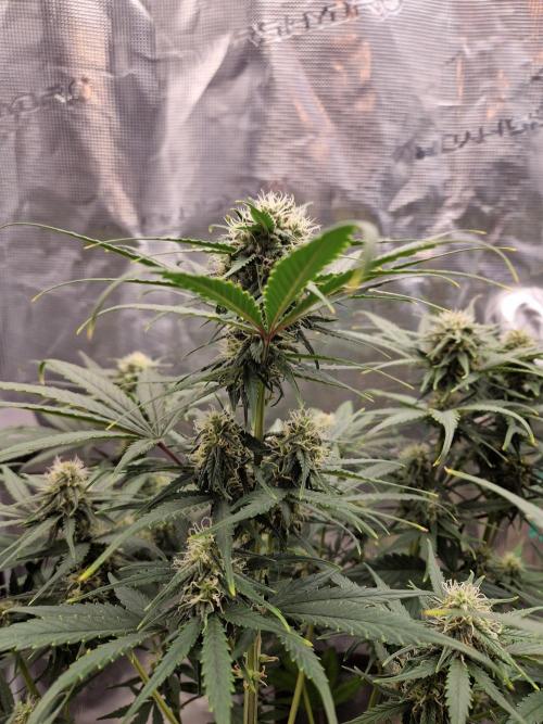 Auto Candy Bubatz XL. Week 7