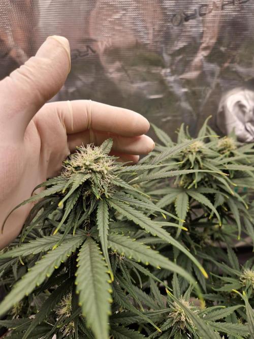 Auto Candy Bubatz XL. Week 7