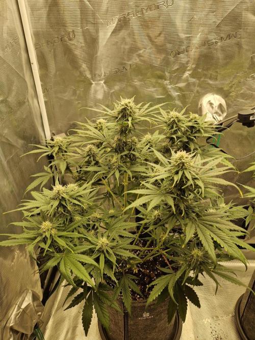 Auto Candy Bubatz XL. Week 7