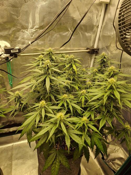 Auto Candy Bubatz XL. Week 7