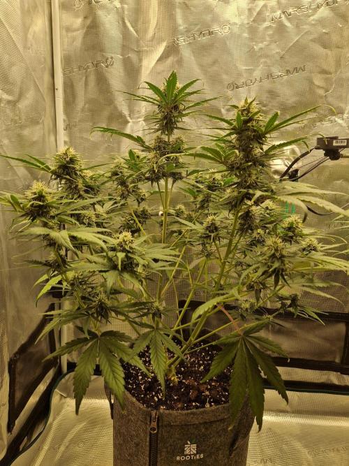 Auto Candy Bubatz XL. Week 7