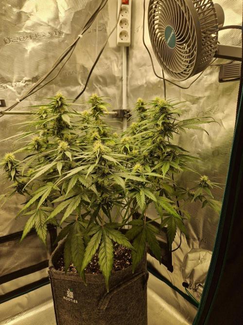 Auto Candy Bubatz XL. Week 7