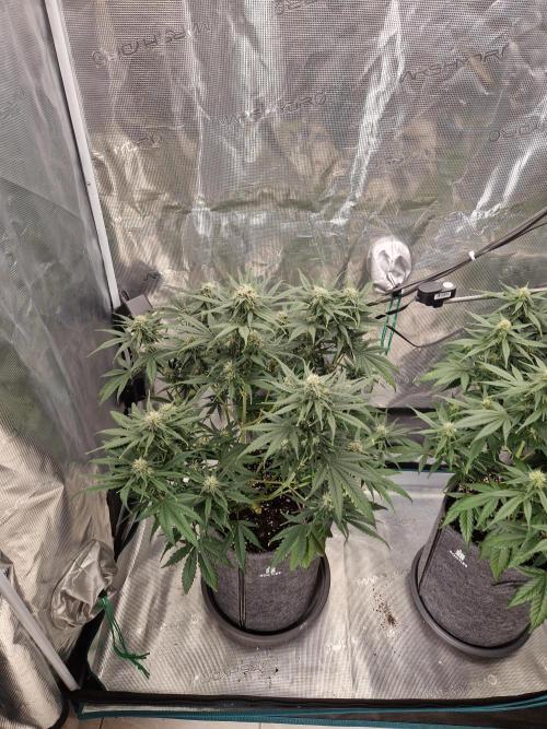 Auto Candy Bubatz XL. Week 7