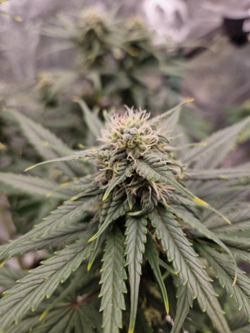Auto Candy Bubatz XL. Week 7