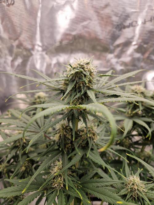 Auto Candy Bubatz XL. Week 7