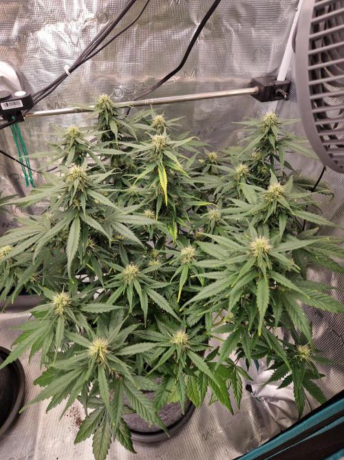 Auto Candy Bubatz XL. Week 7