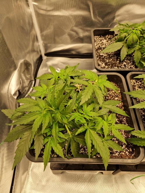 Gift Seeds. Week 4