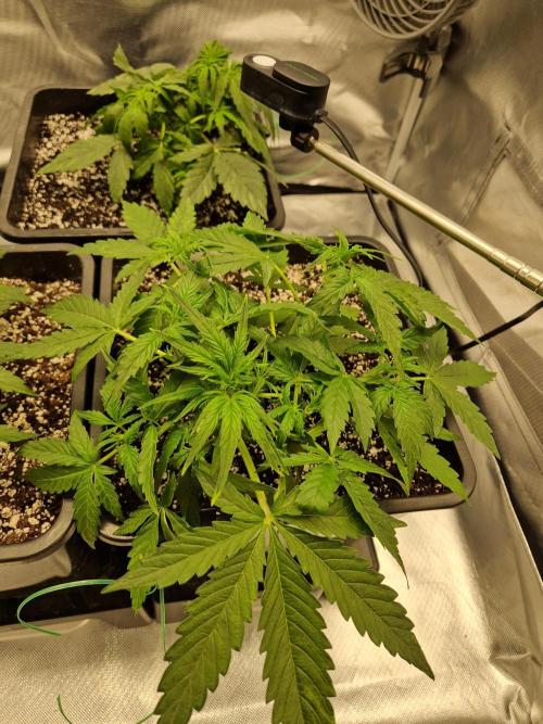Gift Seeds. Week 4