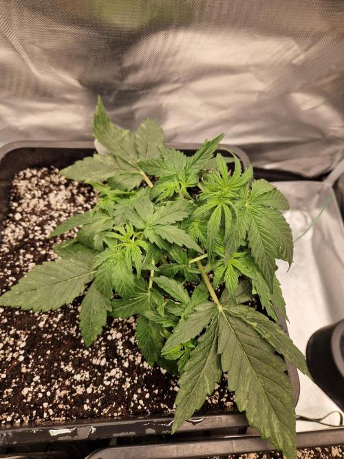 Gift Seeds. Week 4