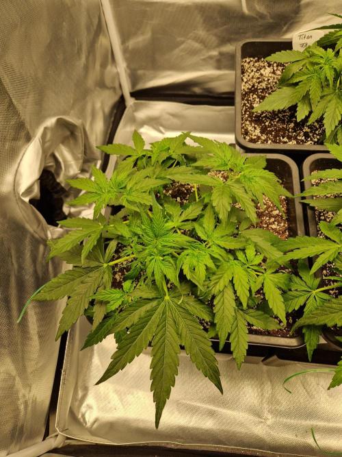 Gift Seeds. Week 4