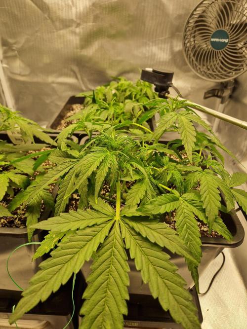 Gift Seeds. Week 4