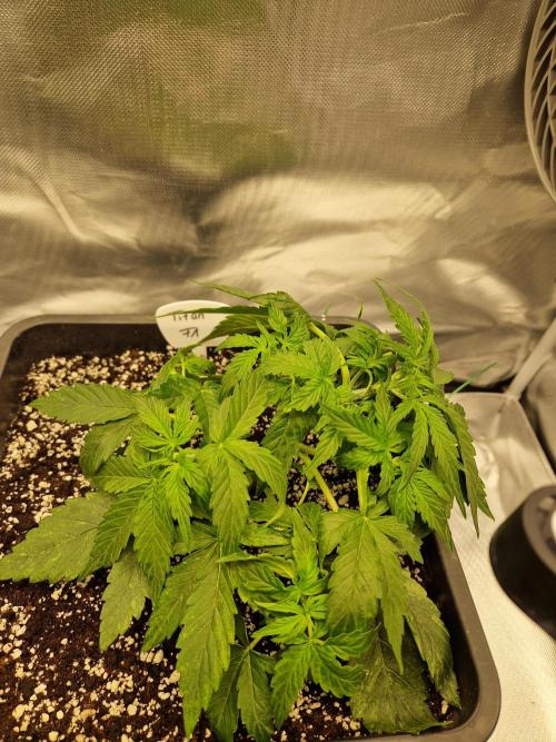 Gift Seeds. Week 4