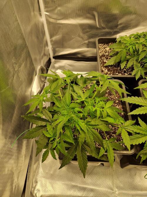 Gift Seeds. Week 4