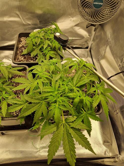 Gift Seeds. Week 4