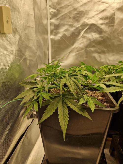 Gift Seeds. Week 4