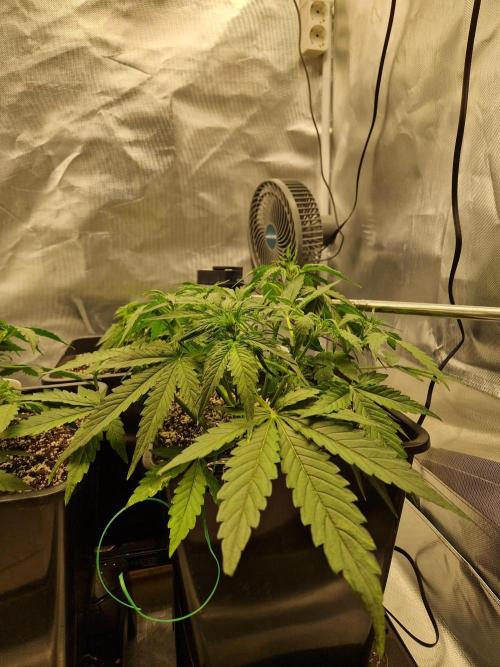 Gift Seeds. Week 4