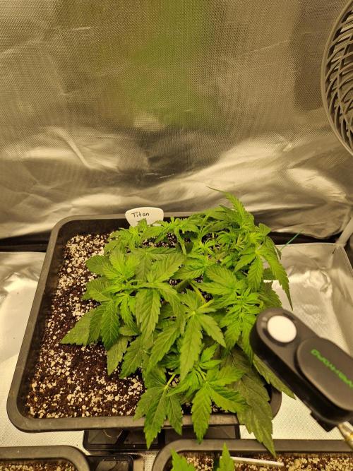 Gift Seeds. Week 4