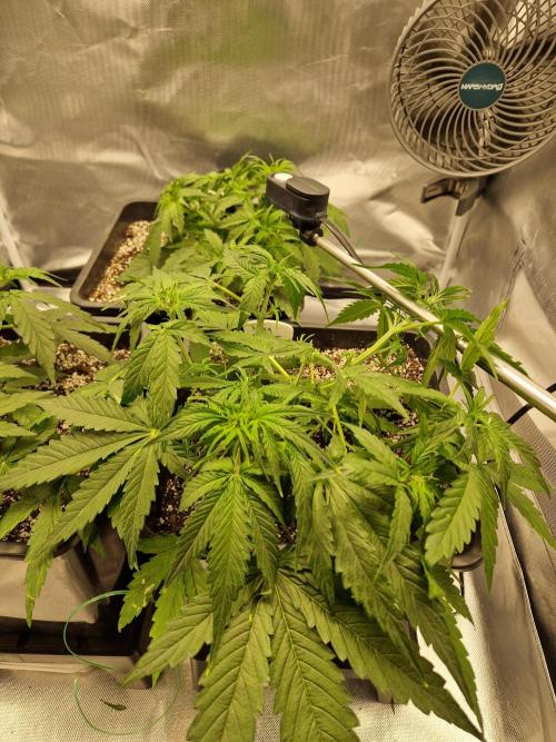 Gift Seeds. Week 4