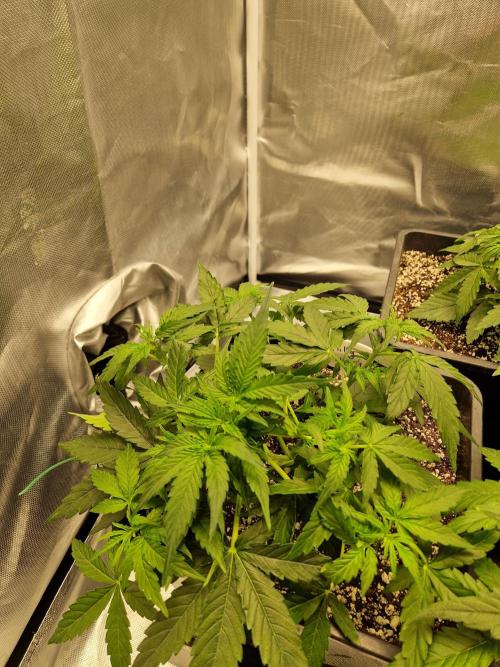 Gift Seeds. Week 4