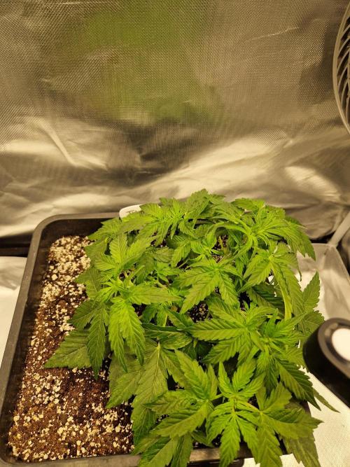 Gift Seeds. Week 4