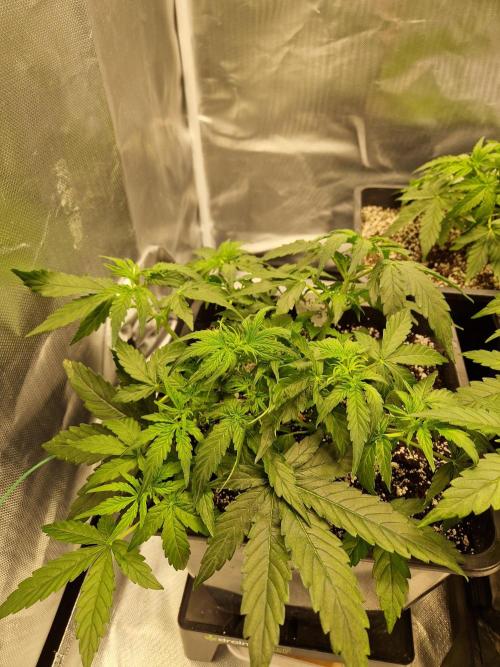 Gift Seeds. Week 4