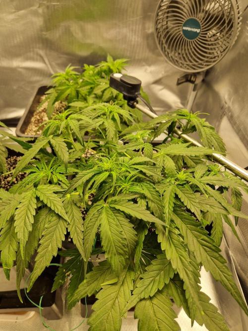 Gift Seeds. Week 4