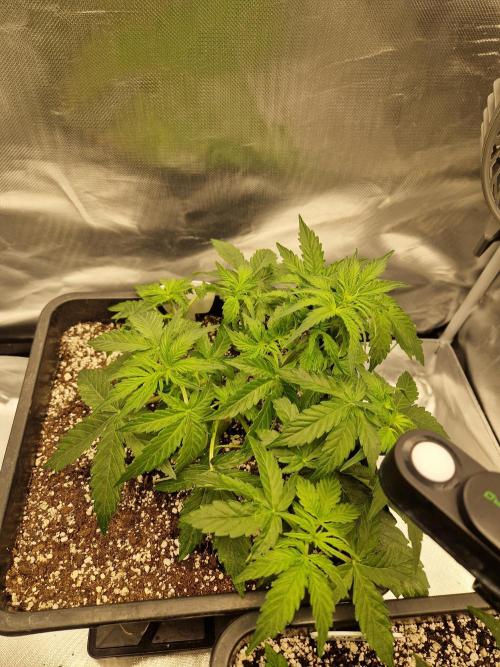 Gift Seeds. Week 4