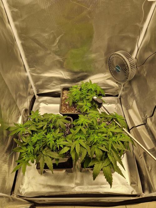 Gift Seeds. Week 4