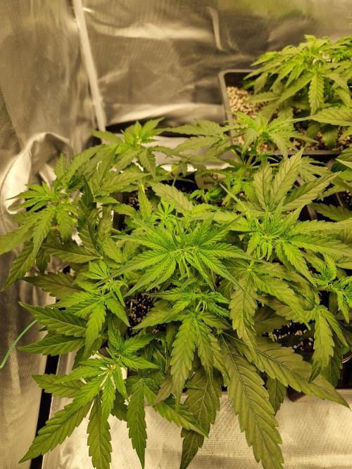 Gift Seeds. Week 4