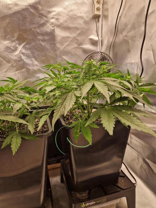 Gift Seeds. Week 4