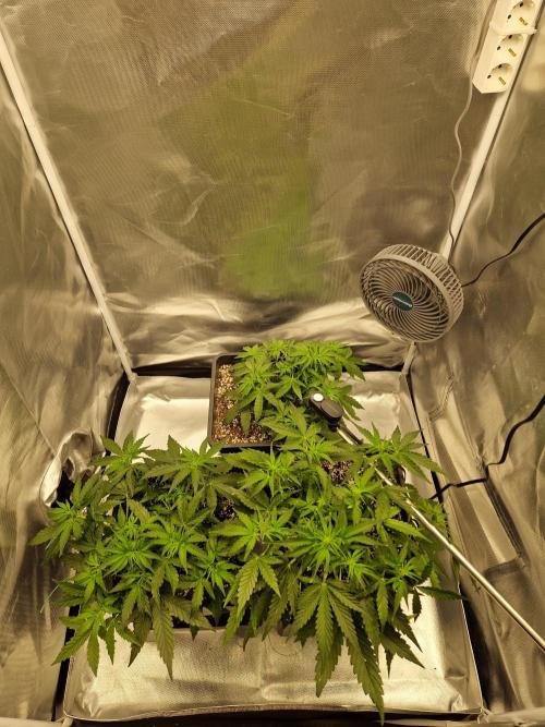 Gift Seeds. Week 4